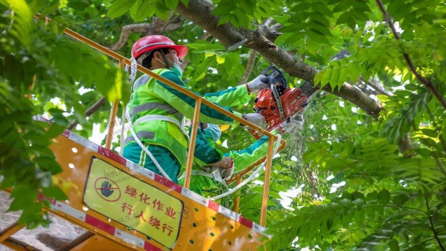 吉林绿化苗木花卉市场在哪里